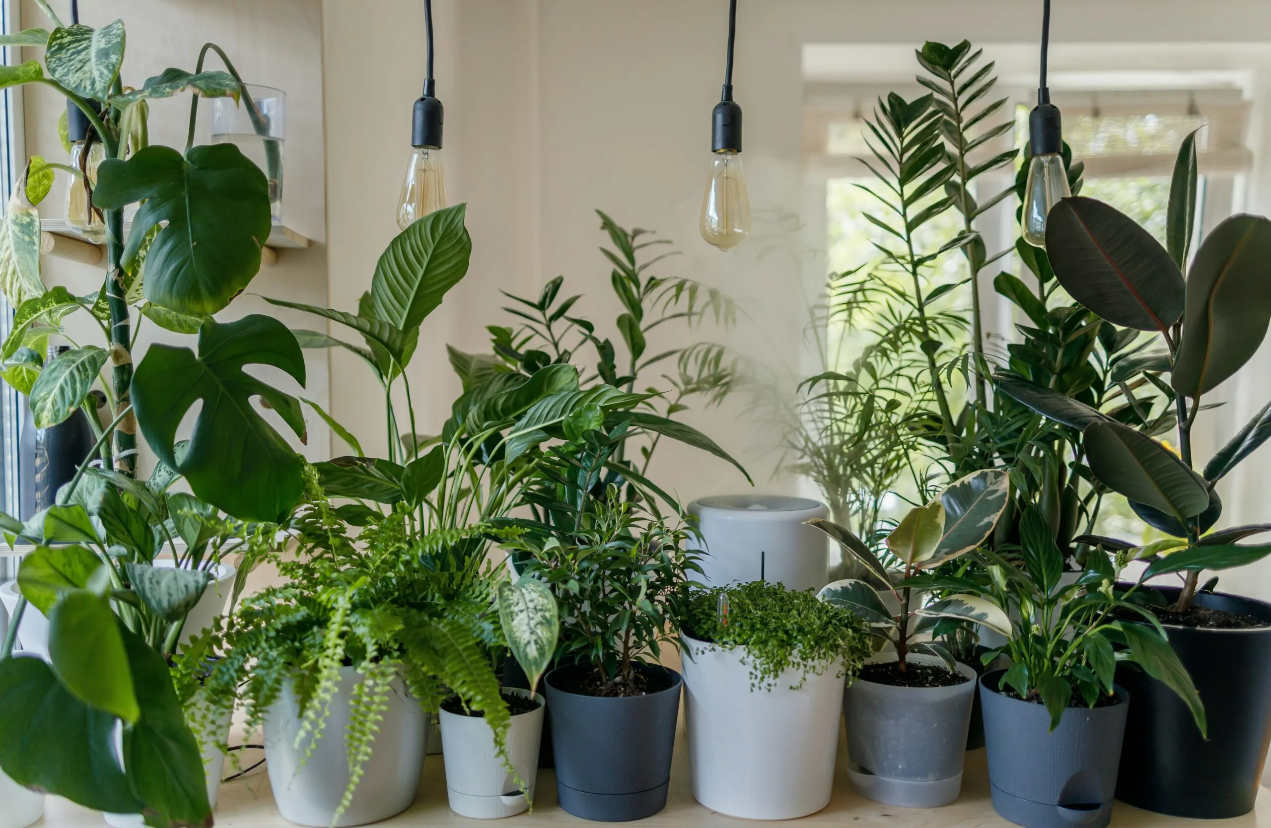 Houseplants in a home interior associated with improving indoor air quality.